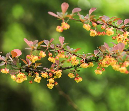 Daruharidra for Detox: Can Ayurvedic Blood Cleansers Prevent Breakouts?